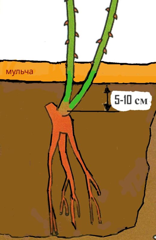 РИС. 1. САЖЕНЕЦ В ПОЧВЕ